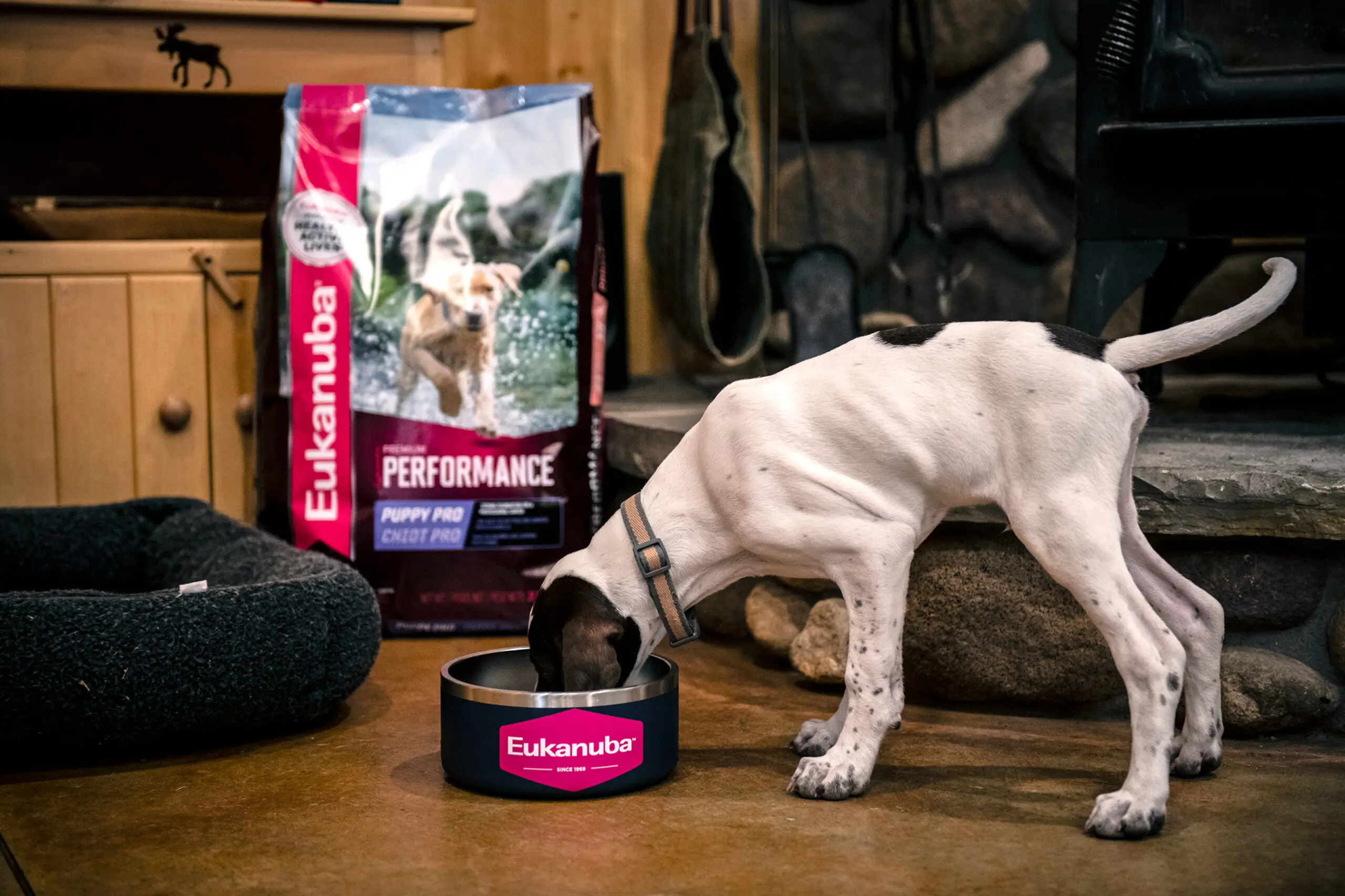 Free Gear Friday: 1-Year Supply of Eukanuba Dog Food and More