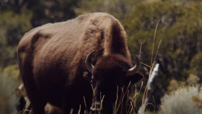 ‘The Last Herd’ Is a Plea for Cooperation and Conservation in Equal Measure