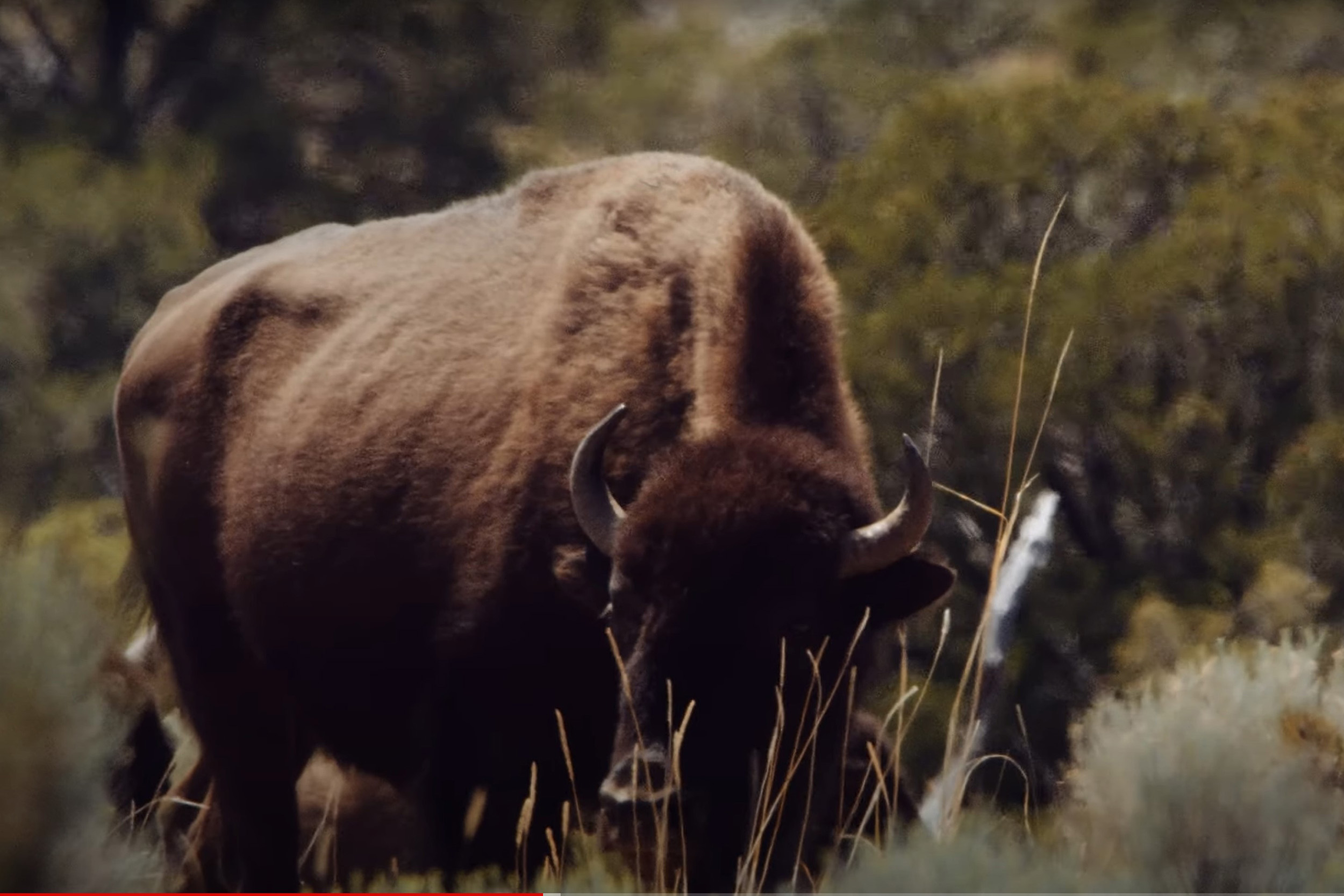 a bison grazes