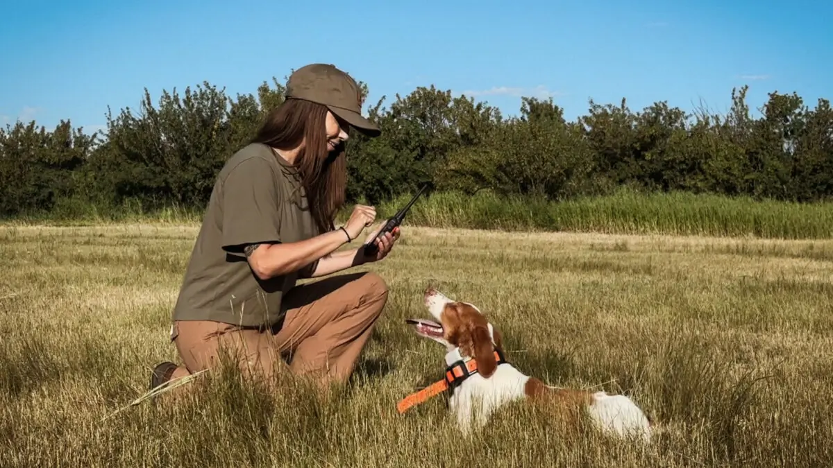 How to Train a Hunting Dog: Master the Skills