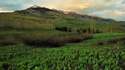 Hiker Discovers 3 Decomposed Bodies in Remote CO Camp