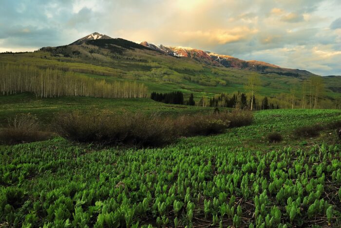 Gunnison National Forest; (photo/Wikimedia Commons)