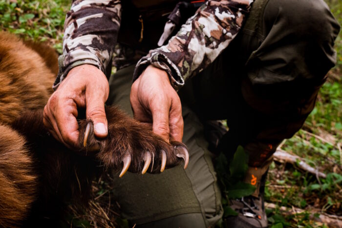 Bear with sharp claws