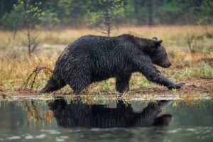 a grizzly bear walking