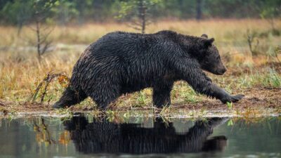 Suspected Fatal Grizzly Attack Forces Closure of Popular Montana Trail