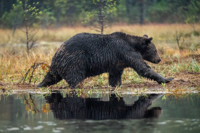 a grizzly bear walking