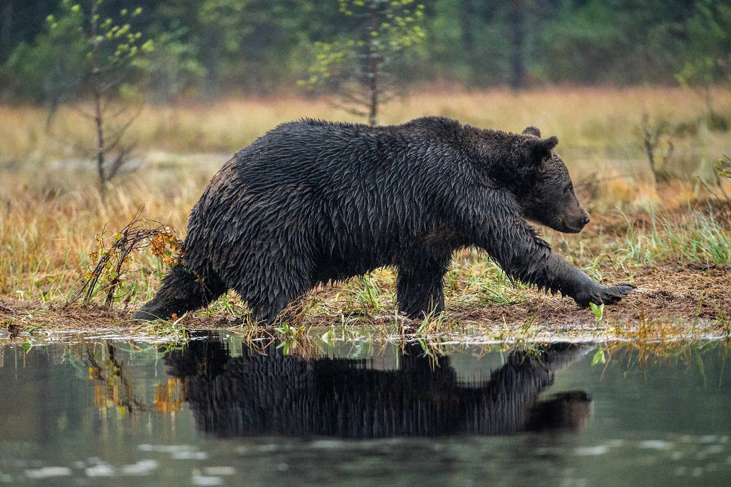 a grizzly bear walking