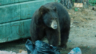 ‘The Backyard Bears’ Sheds Light on a Big Problem for Bears — Humans