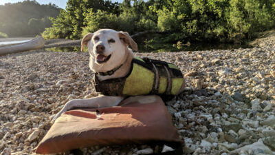 How to Keep Your Aging Adventure Dog Active: A Veterinarian Weighs In