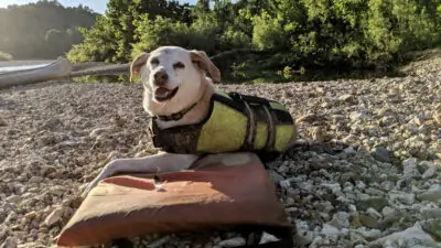 How to Keep Your Aging Adventure Dog Active: A Veterinarian Weighs In