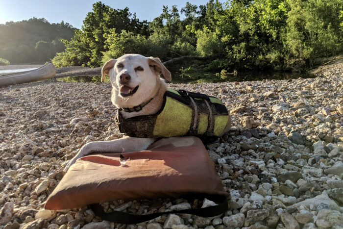 Dog wearing a life vest and resting on the floor after a long trip.