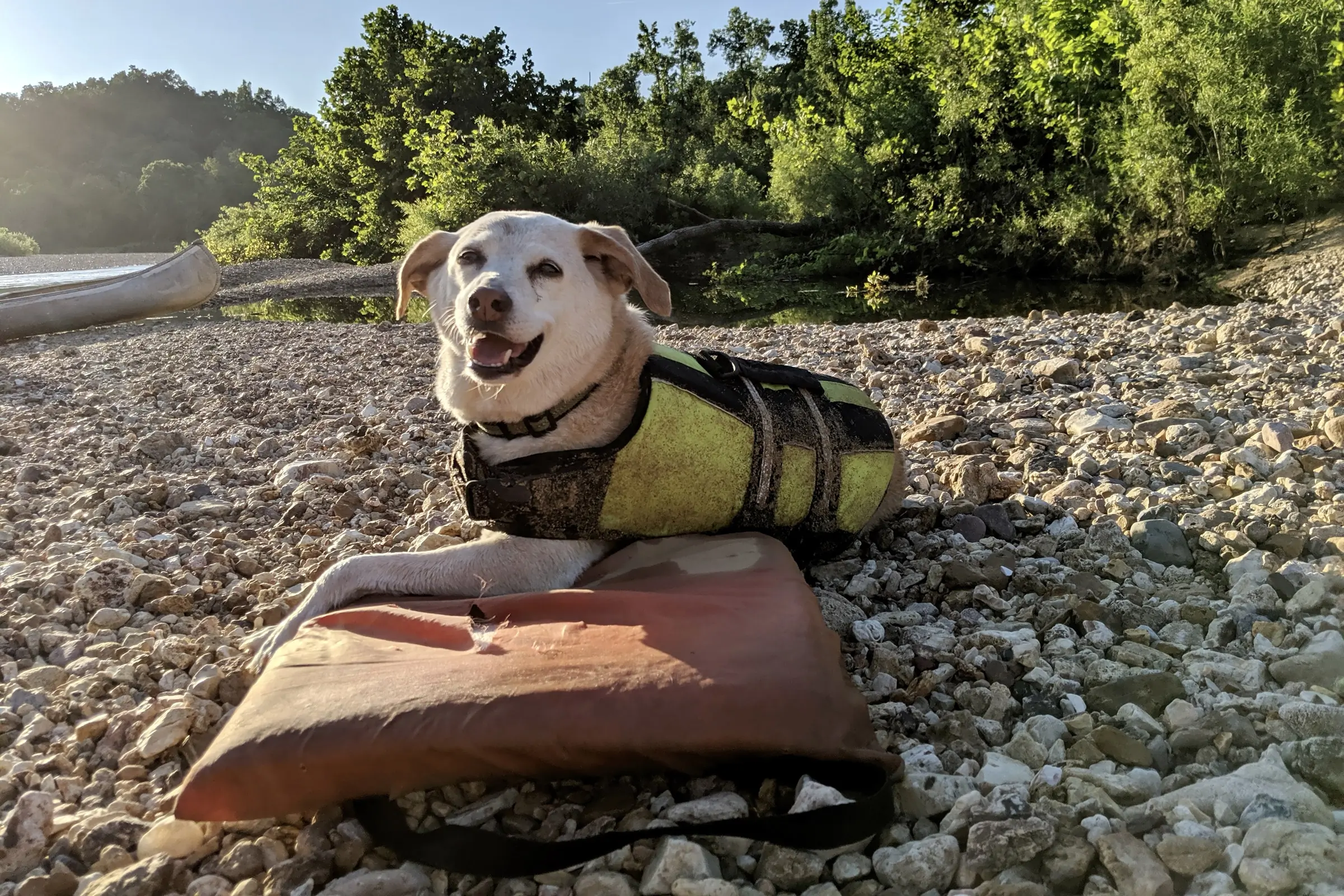 Dog wearing a life vest and resting on the floor after a long trip.