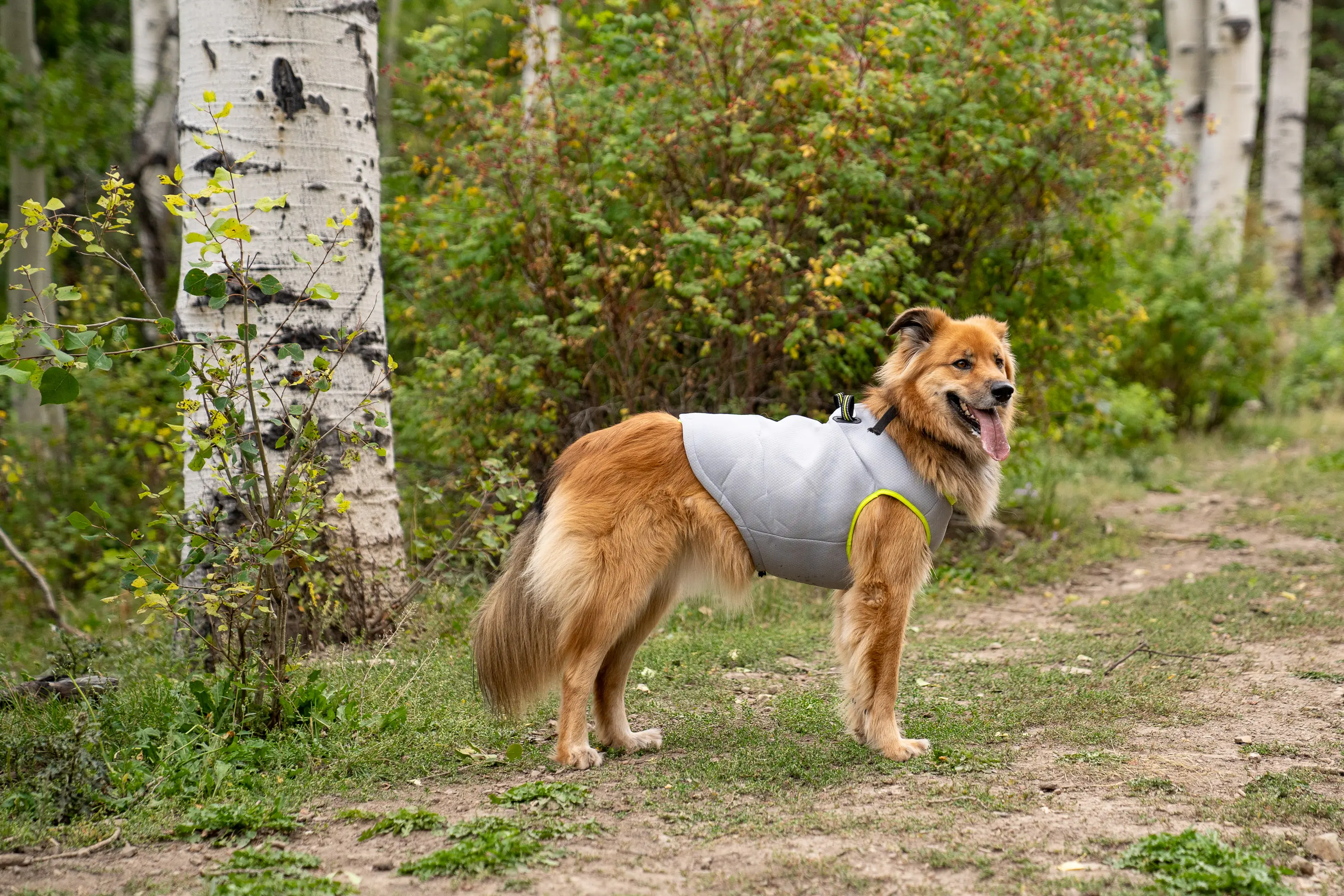 a dog wearing the SGODA dog harness