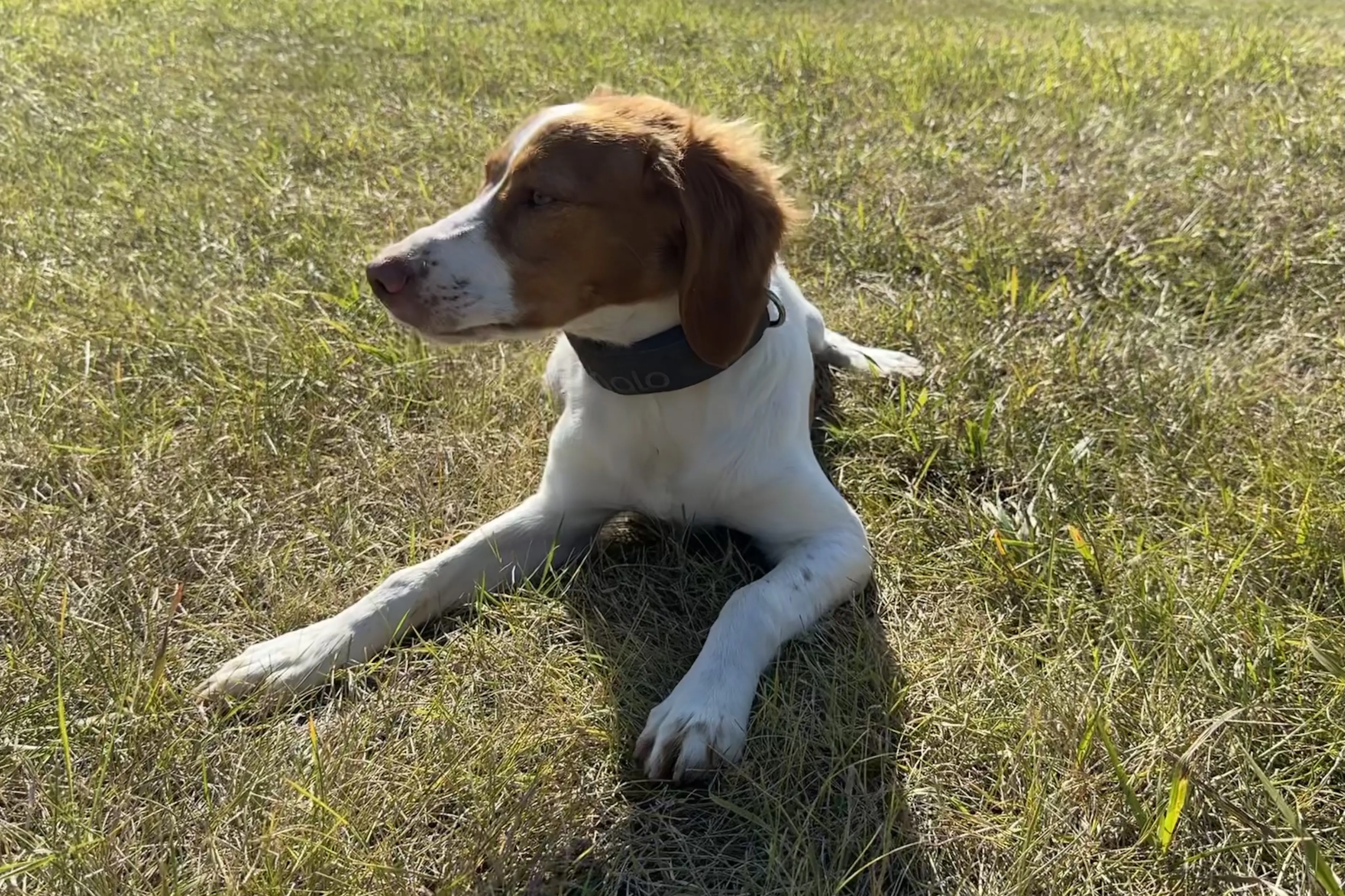 Charlie, Halo Collar 3