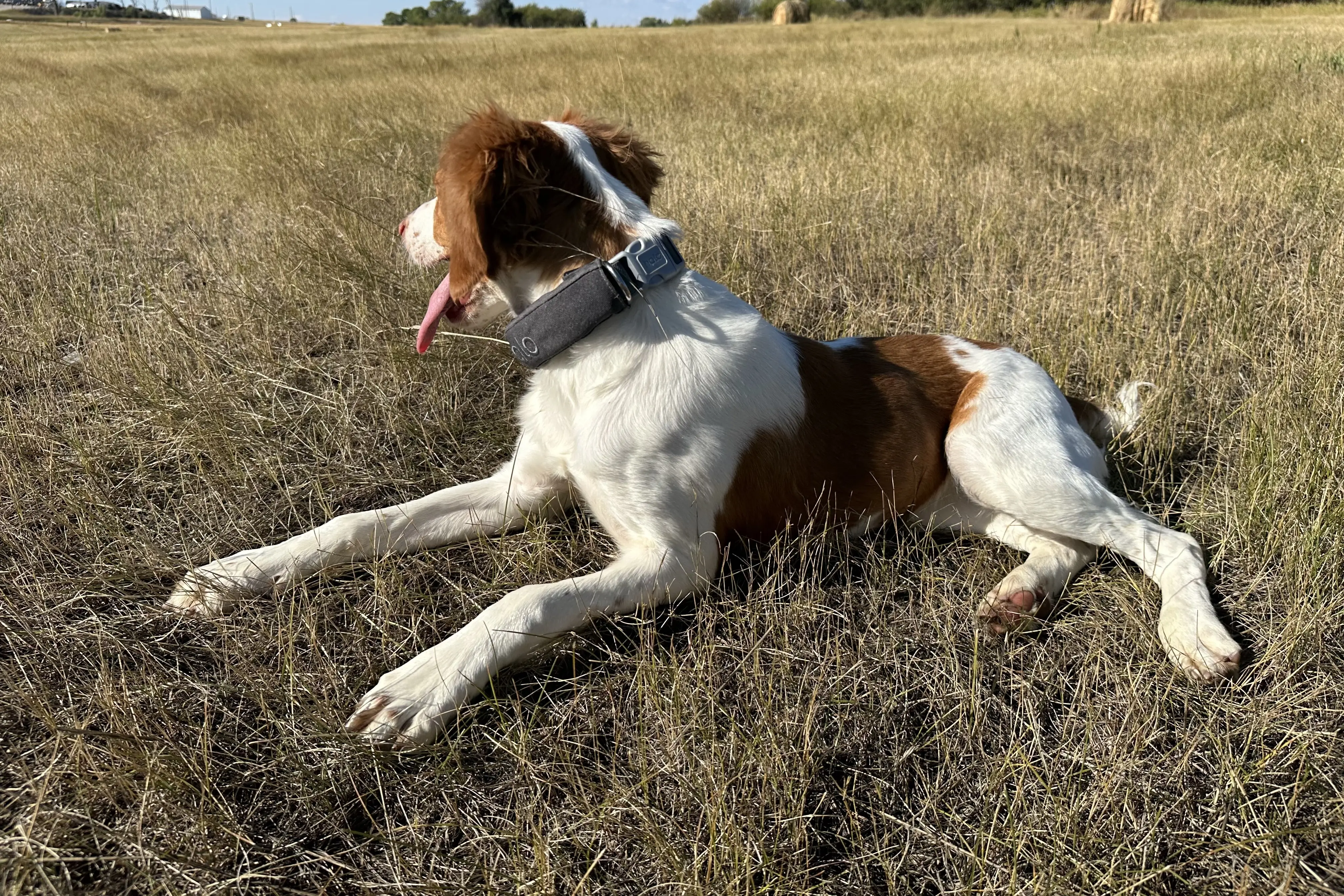 Charlie Halo Collar 3