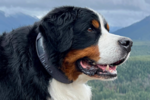 Dog’s Best Friend Is AI? Halo Collar 3 Review
