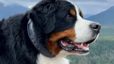 Dog’s Best Friend Is AI? Halo Collar 3 Review