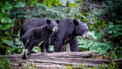 Alaska Donut Heist: Two Bears Raid Krispy Kreme Truck