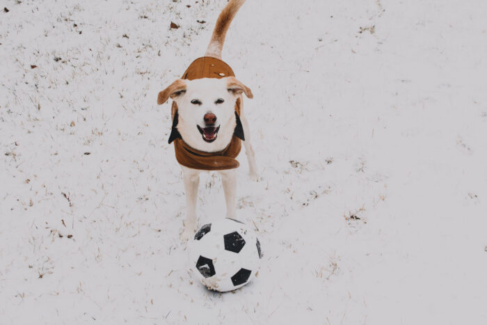dog playing soccer in the snow wearing a carhartt jacket