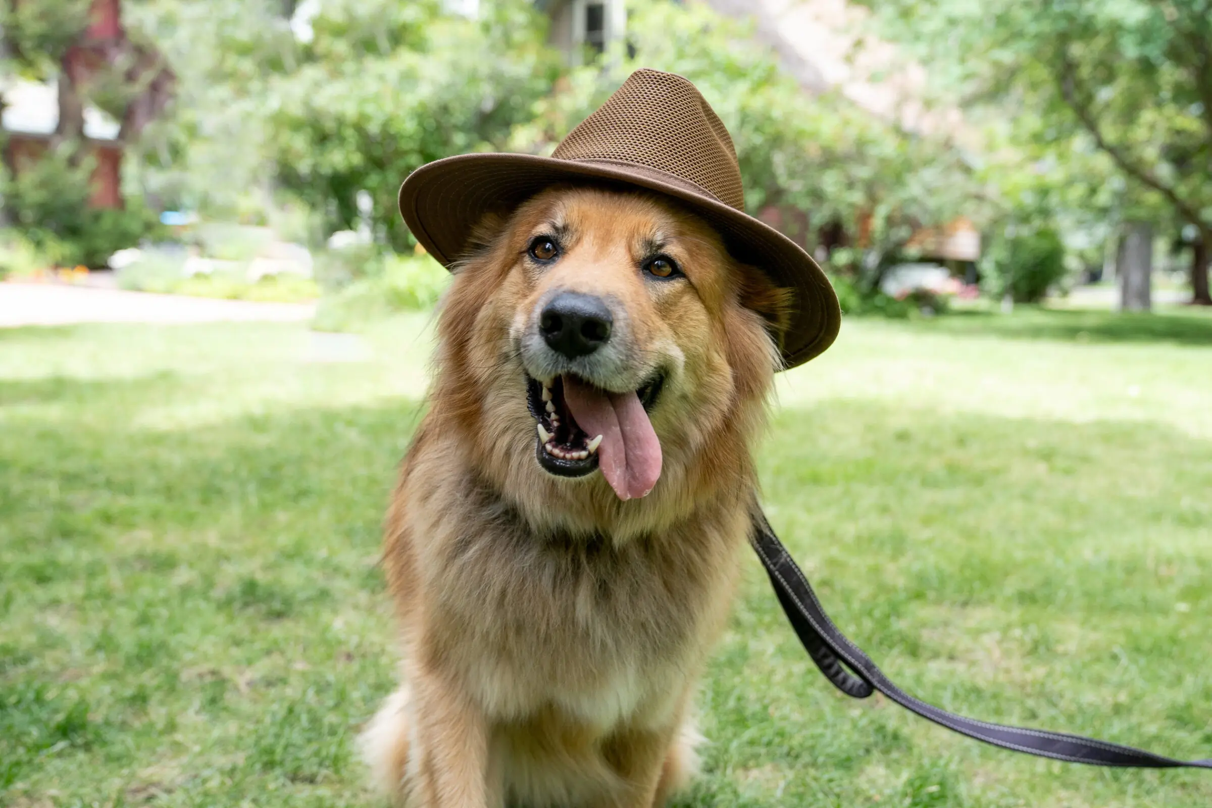 A dog wears one of the best sun hats of 2023