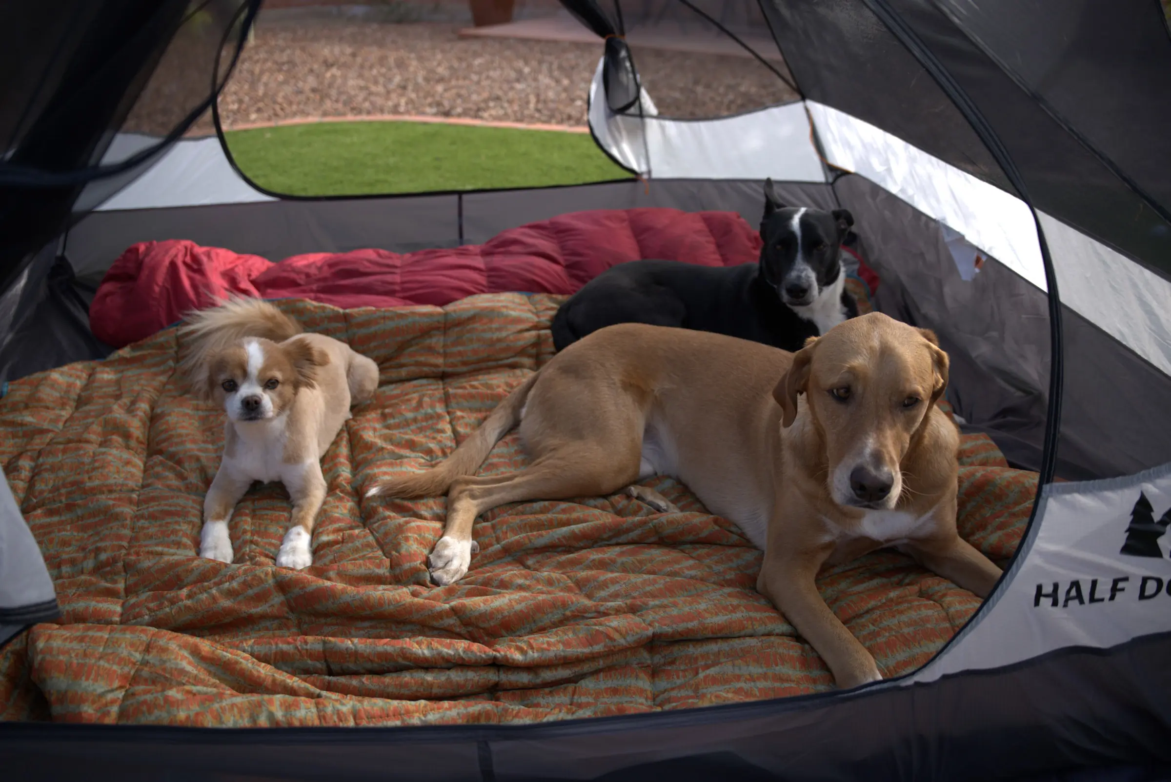 author's 3 dogs comfortably lying down in the spacious REI co-op half dome sl3 + tent