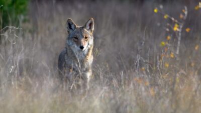 Oregon Bans Coyote Killing Contests