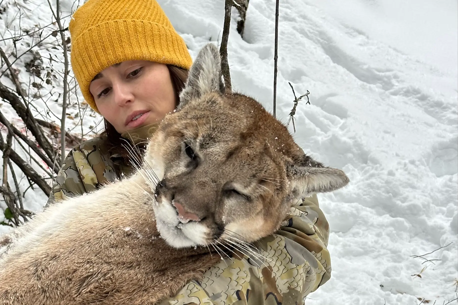 A successful mountain lion hunt