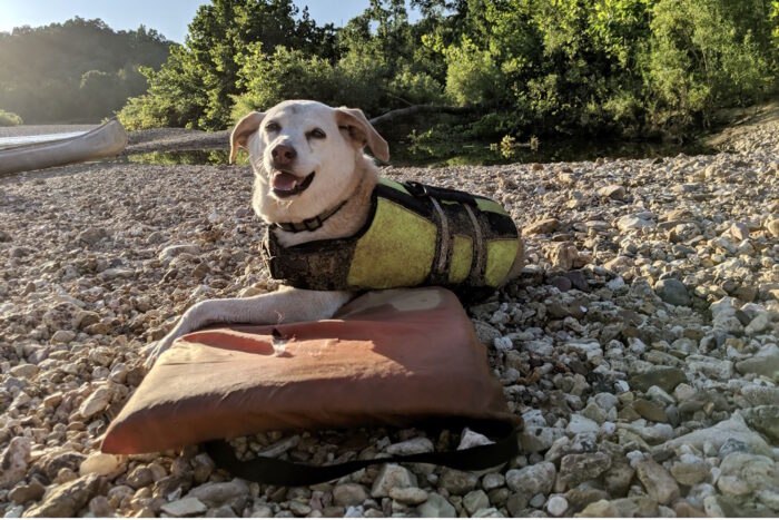 dog resting during a multi-day trip