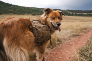 The Best Dog Backpacks of 2023