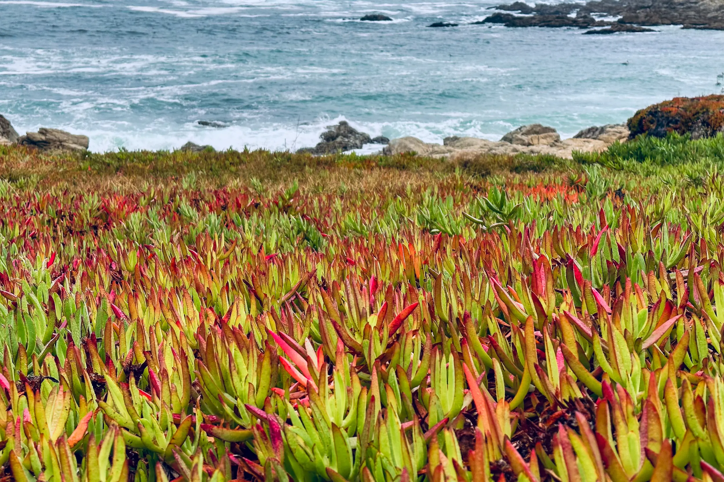 Roadside succulents on the 2023 California Coast Classic