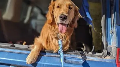 Ruffwear Crag Line: A Dog’s-Eye View of Life On-Leash