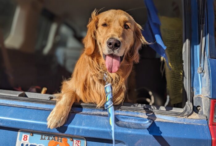 Blue the Golden rides Ruffwear