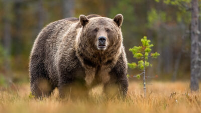 Grizzly Kills Couple, Dog in Banff National Park