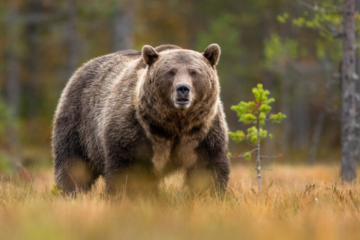a grizzly bear