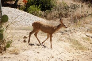 Baby deer crossing the trail in Catalina