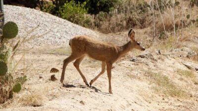 Catalina Island’s Entire Deer Population to Be Killed