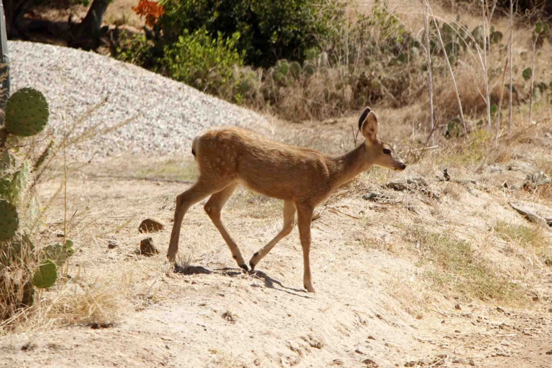 Catalina Island’s Entire Deer Population to Be Killed