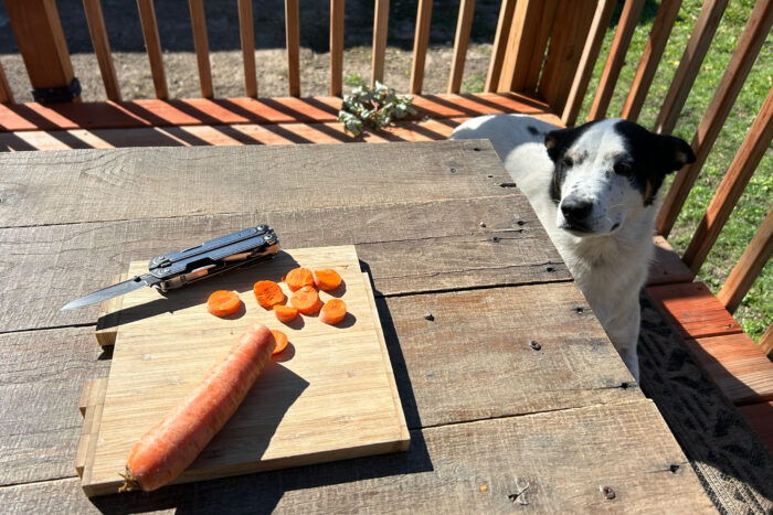 dog looking at leatherman arc chopping carrots