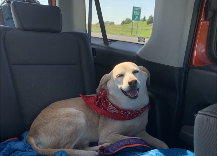 dog peacefully resting in the car during a journey.
