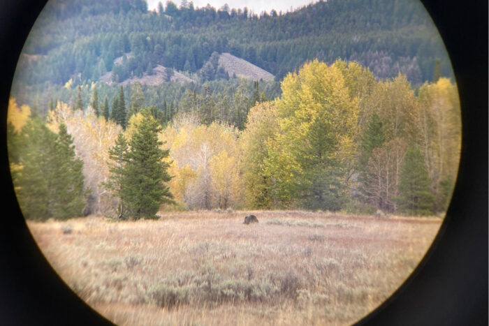 Bear in Grand Teton National Park