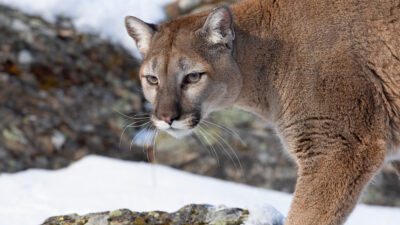 2024 Ballot Initiative Seeks to Ban Colorado Mountain Lion Hunting