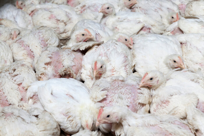 Commercially Raised Chickens