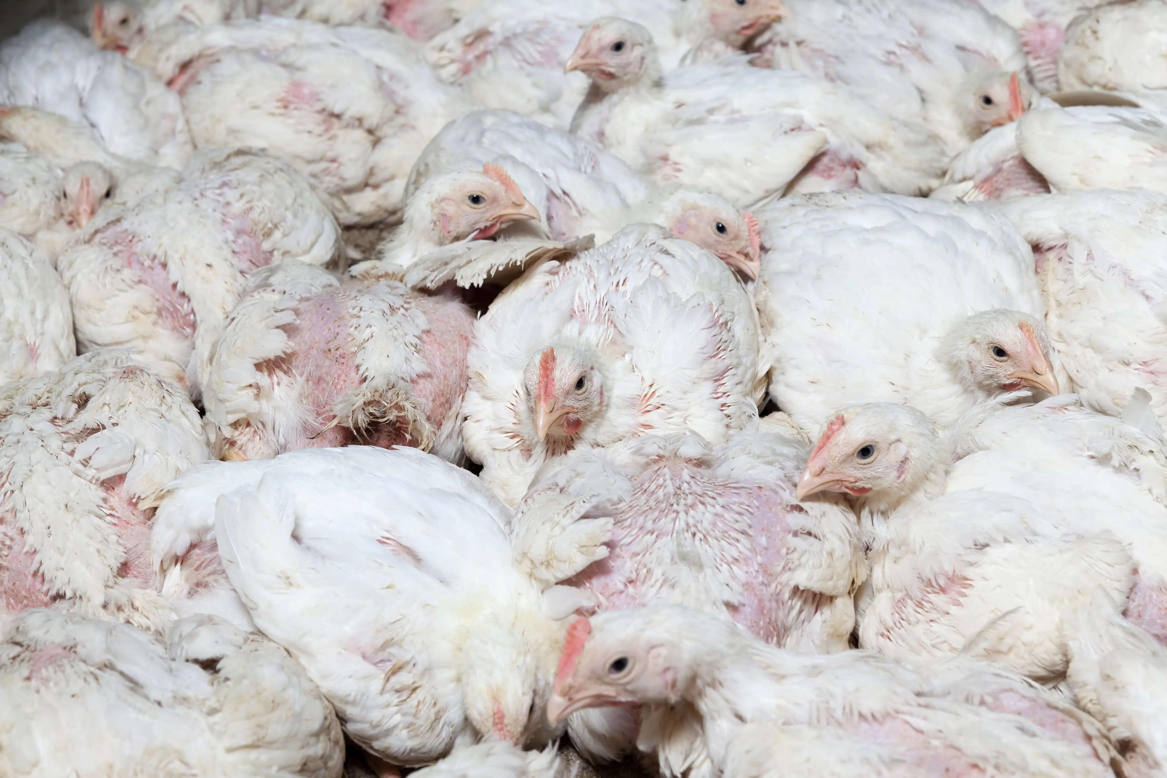 Commercially Raised Chickens