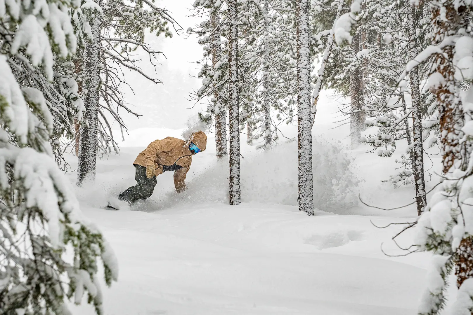 snowboarder navigating powder through dense trees