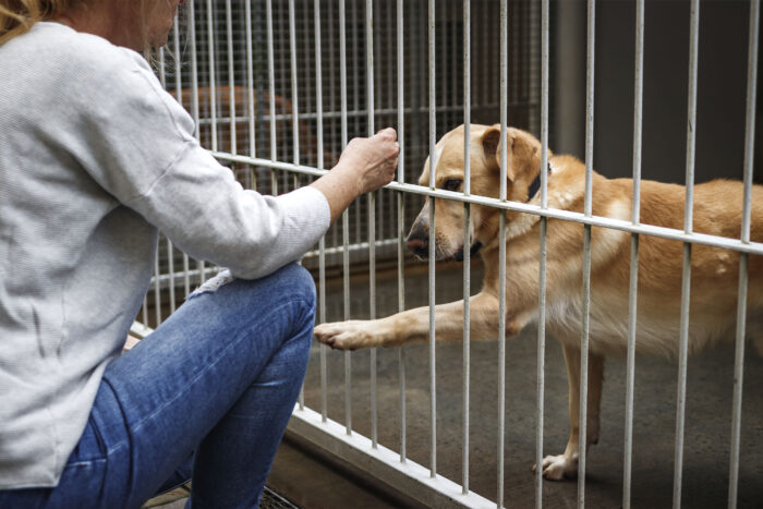a shelter dog reaches a paw through a cage to tough the knee of a human
