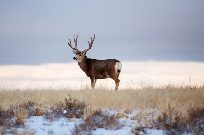 Mule deer