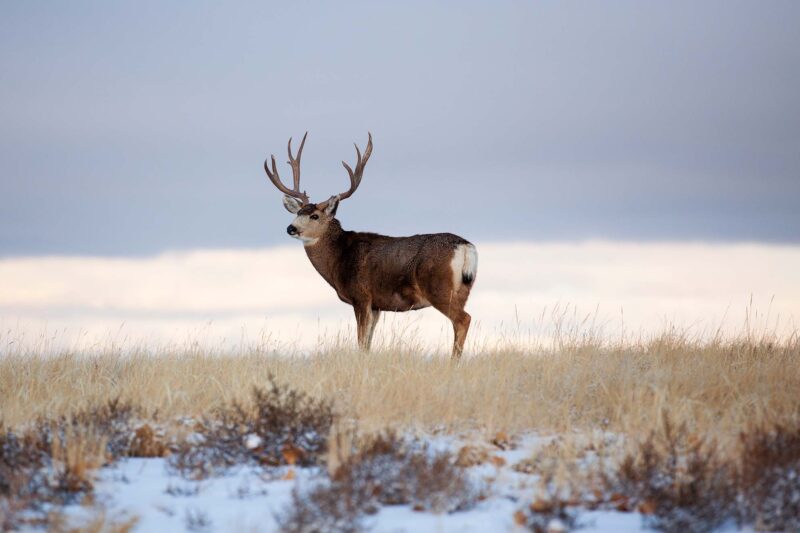 Zombie Deer in Yellowstone: Chronic Wasting Disease Reaches Park