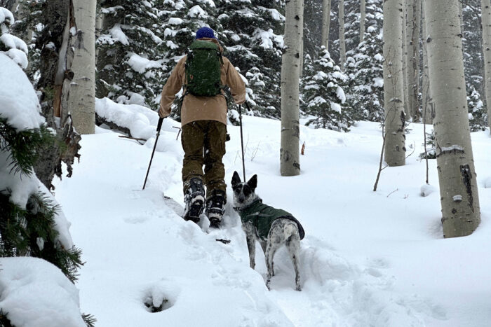 Skiing with dogs