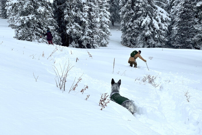 Skiing with dogs