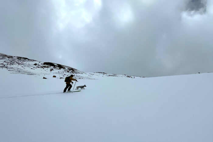 Skiing with dogs